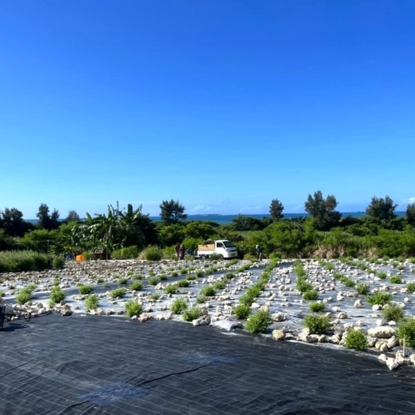 画像9: 沖縄ヘナ・ヘアカラー＆トリートメント オーガニック ヘナ ダメージヘア 無添加 敏感肌 自然由来 ギフト【沖縄産】 ホヌアサーフライダー by EMAJINY (9)