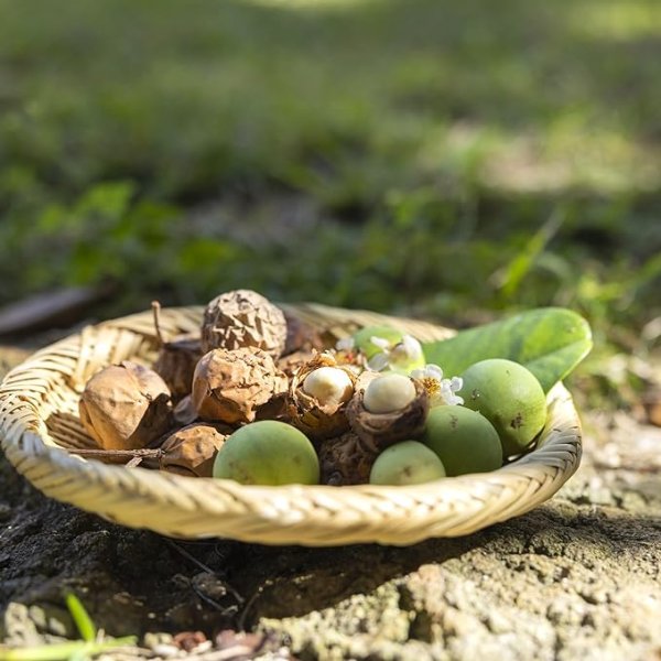 画像3: ヤラブ ディープオイル 沖縄産 ヤラブオイル タマヌオイル テリハボクオイル ホヌアサーフライダー by EMAJINY  (3)