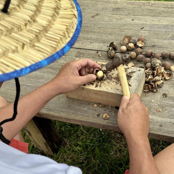 画像6: ヤラブ フェイス＆ボディソープバー 枠練固形石鹼 コールドプロセス 黒島産 ヤラブ（テリハボク タマヌ）油粕 by EMAJINY  (6)