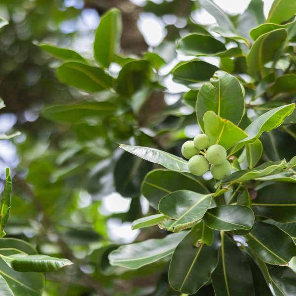 画像4: ヤラブ フェイス＆ボディソープバー 枠練固形石鹼 コールドプロセス 黒島産 ヤラブ（テリハボク タマヌ）油粕 by EMAJINY  (4)