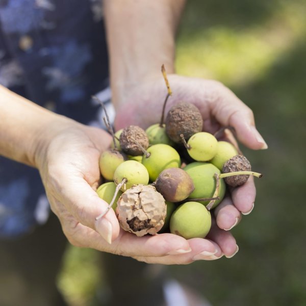 画像5: ヤラブ フェイス＆ボディソープバー 枠練固形石鹼 コールドプロセス 黒島産 ヤラブ（テリハボク タマヌ）油粕 by EMAJINY  (5)