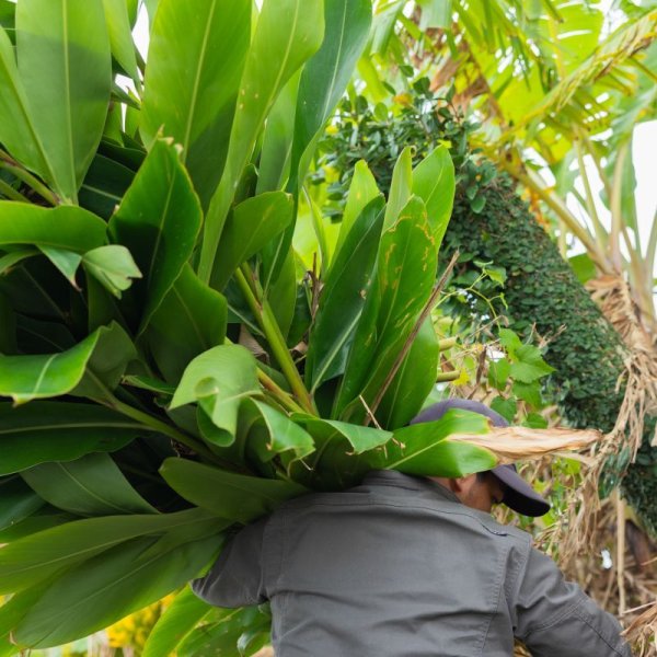 画像4: 月桃 シャンプーバー 枠練固形石鹼 コールドプロセス 石垣島産 by EMAJINY  (4)