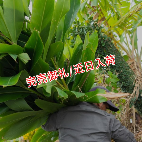画像4: 月桃 シャンプーバー 枠練固形石鹼 コールドプロセス 石垣島産 by EMAJINY  (4)
