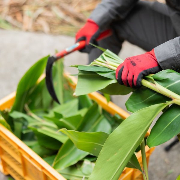 画像5: 月桃 シャンプーバー 枠練固形石鹼 コールドプロセス 石垣島産 by EMAJINY  (5)