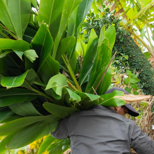 画像4: 月桃の葉 バーム ナチュラルスキンケア 石垣島産 グリーンベルト 月桃精油 by EMAJINY (4)