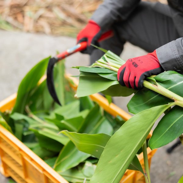 画像5: 月桃の葉 バーム ナチュラルスキンケア 石垣島産 グリーンベルト 月桃精油 by EMAJINY (5)