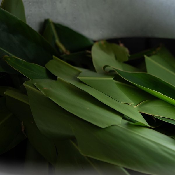 画像6: 月桃の葉 バーム ナチュラルスキンケア 石垣島産 グリーンベルト 月桃精油 by EMAJINY (6)