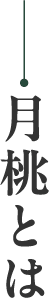 月桃とは